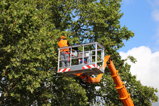 Best Tree and Shrub Care  in Mountainside, NJ