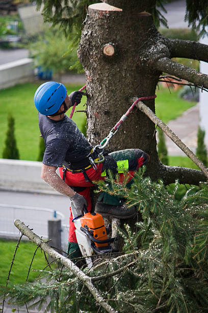 Best Arborist Consultation Services  in Mountainside, NJ