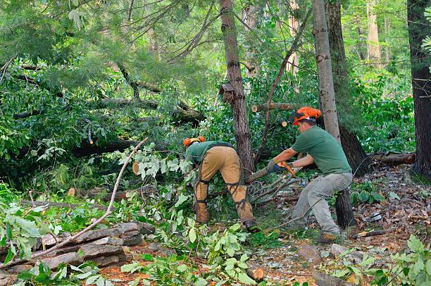 Best Lot and Land Clearing  in Mountainside, NJ