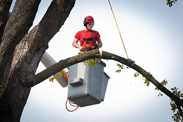 Best Commercial Tree Services  in Mountainside, NJ